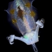 squid_reef_bigfin_pp_v_0084_alo0235.jpg